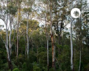 Tall eucalyptus trees in a dense, green forest under daylight. Sunlight filters through the leaves, creating a rhythm as dynamic as RAP lyrics echoing in nature. A large white letter Q is superimposed in the upper right corner of the image.